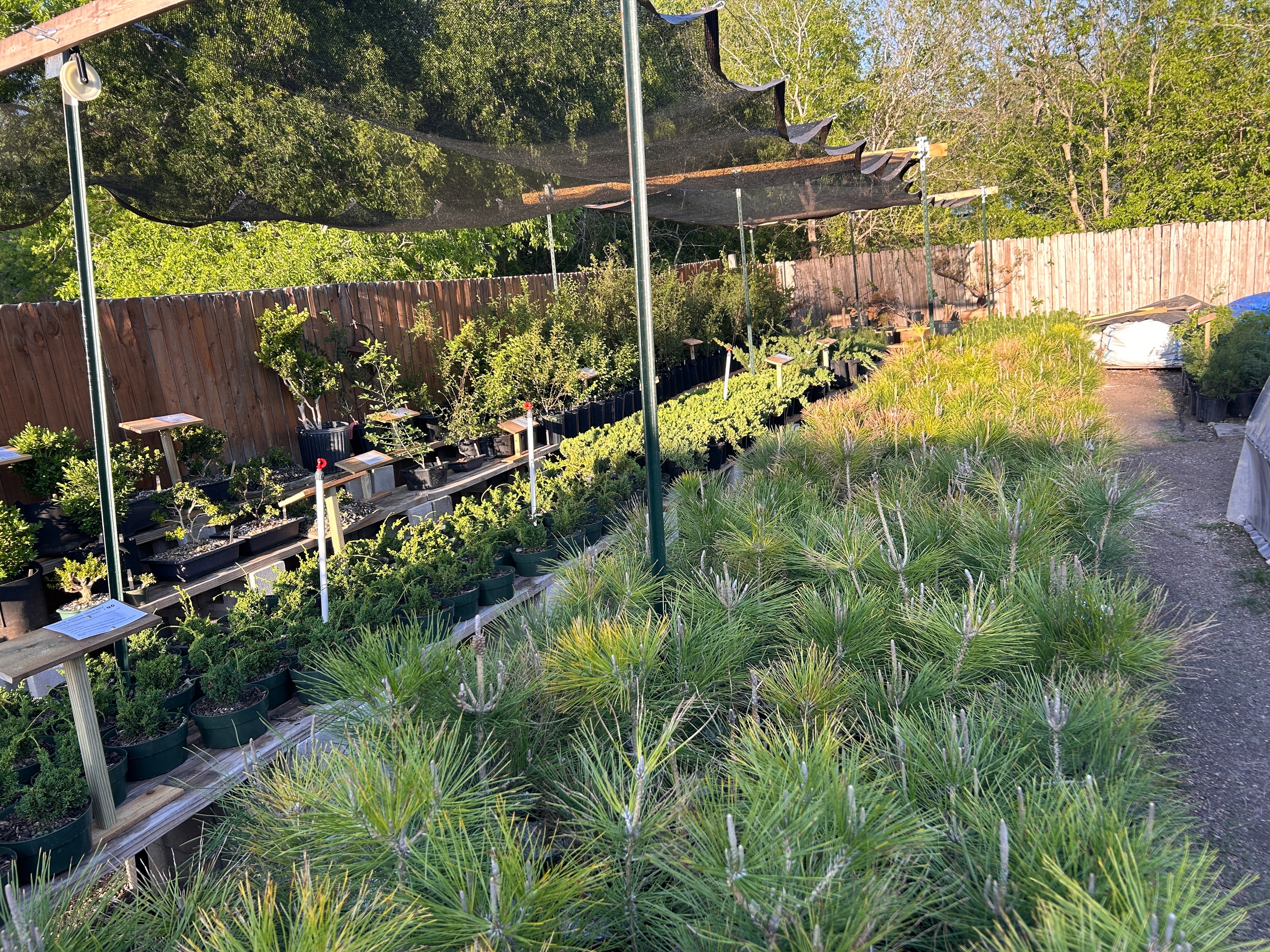 High Water Bonsai Nursery Visit